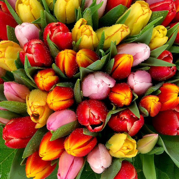 Bouquets Compos Tulipes Livraison Express Florajet