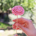 Low quality preview for BOUGIE CONE PIVOINE ROSE