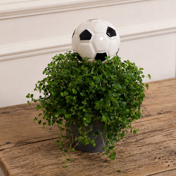 PLANTE BALLON