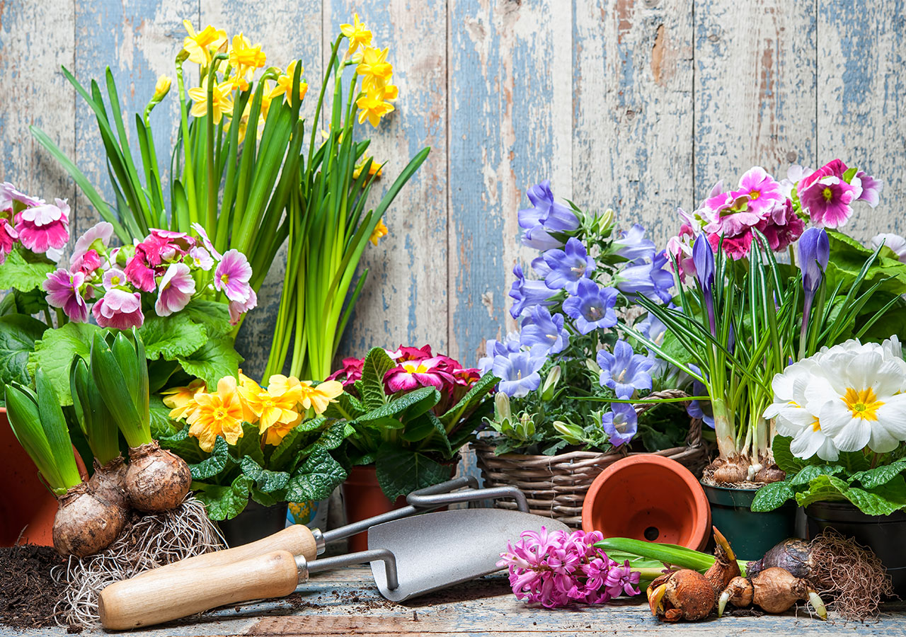Quelles sont les fleurs du printemps ? Quelles sont les fleurs du printemps ?