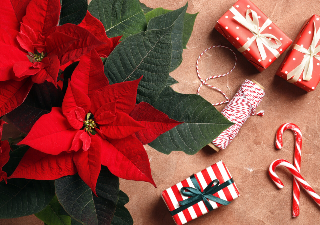 Les fleurs rouges de Noël : cadeaux et décorations | Florajet Les fleurs rouges de Noël : cadeaux et décorations | Florajet