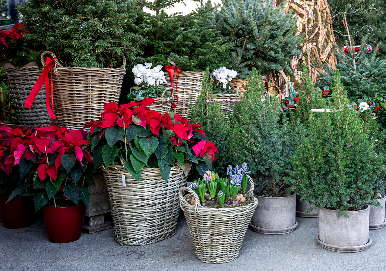 Top 6 des fleurs de Noël - Florajet Top 6 des fleurs de Noël - Florajet