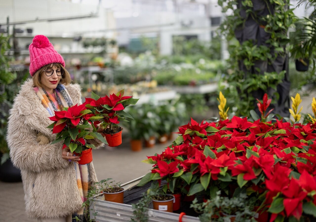 Comment entretenir votre poinsettia ? - Florajet Comment entretenir votre poinsettia ? - Florajet