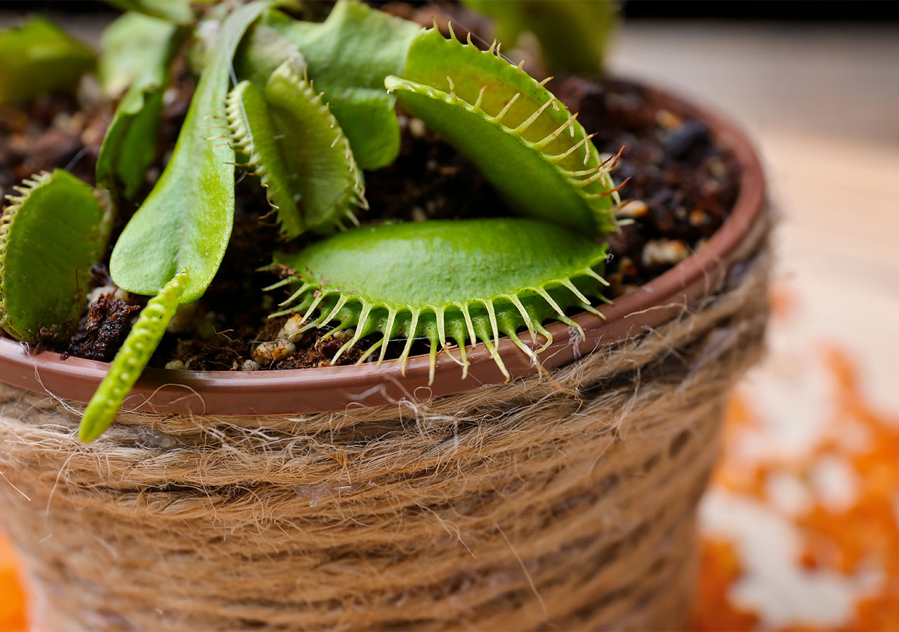 Osez les plantes carnivores pour votre intérieur ! Osez les plantes carnivores pour votre intérieur !