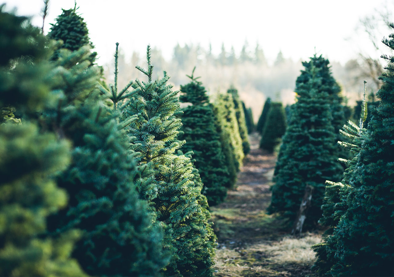 Sapin de Noel naturel, Nordmann ou synthétique comment choisir ? Sapin de Noel naturel, Nordmann ou synthétique comment choisir ?