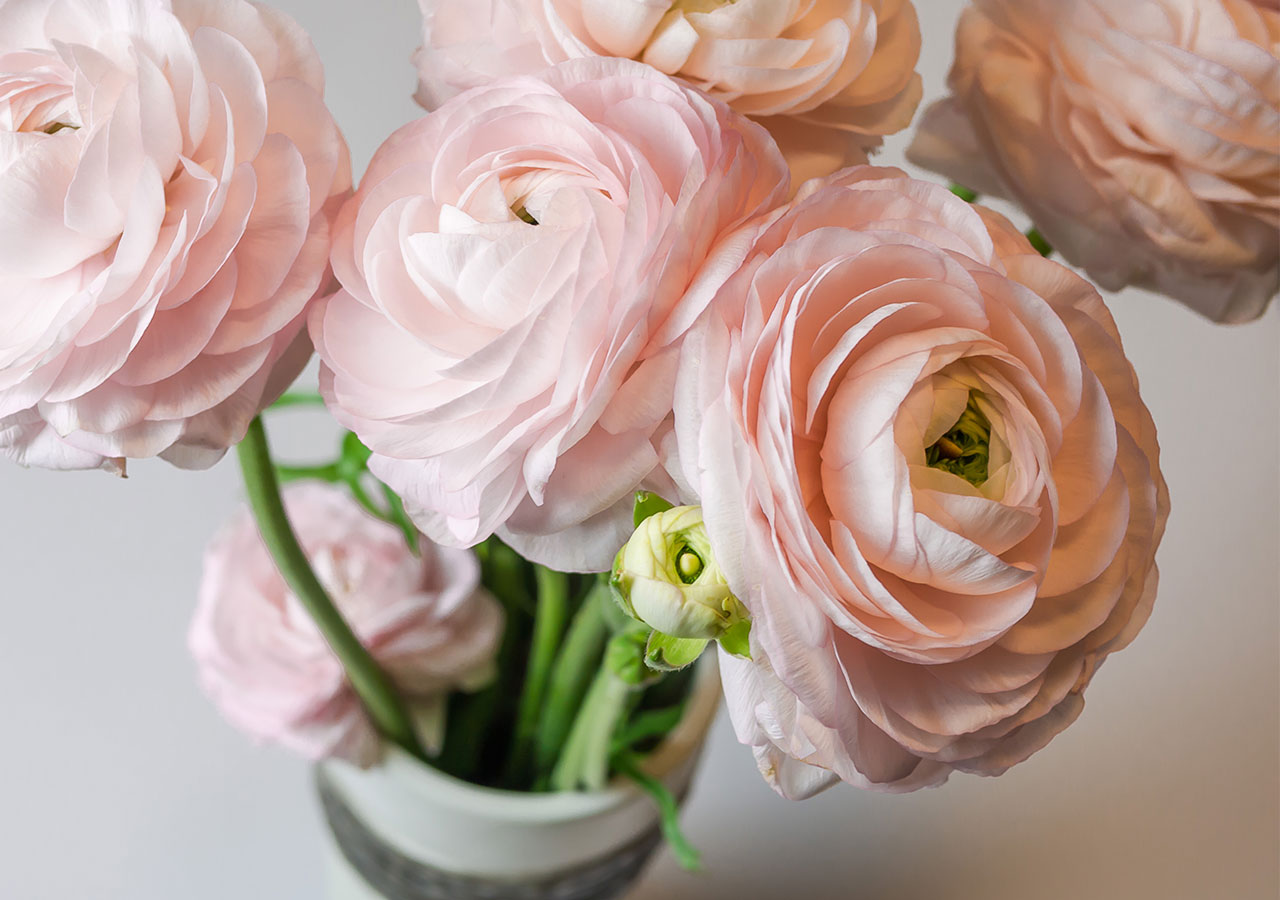 La renoncule, une fleur hivernale pour créer de magnifiques bouquets La renoncule, une fleur hivernale pour créer de magnifiques bouquets