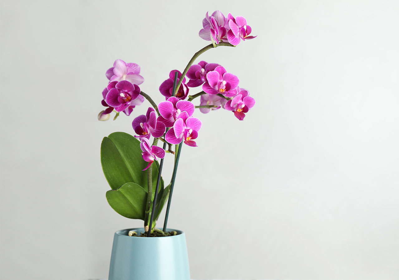 Découvrez la signification des Orchidées - Florajet Découvrez la signification des Orchidées - Florajet