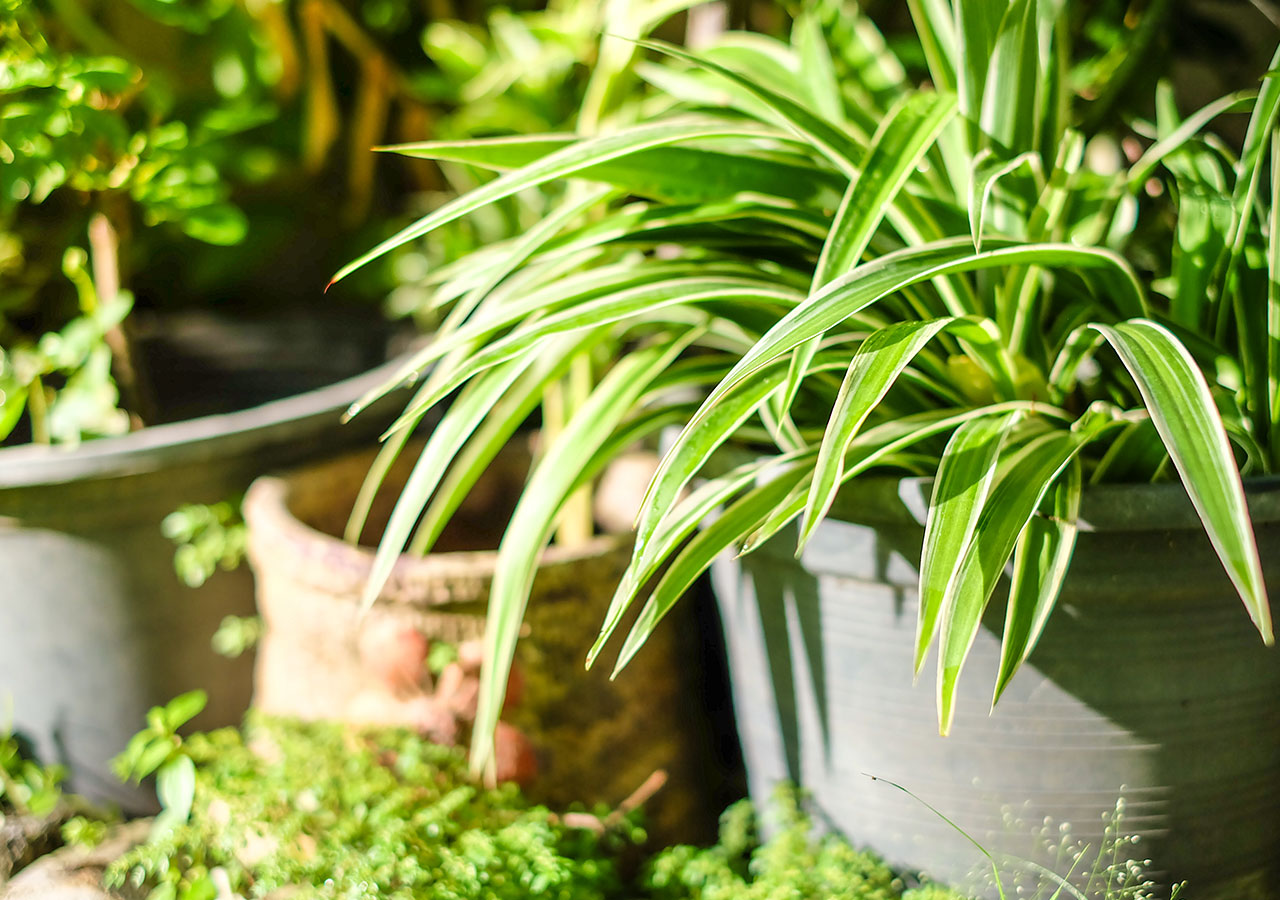 Les plantes dépolluantes pour assainir l'air de la maison Les plantes dépolluantes pour assainir l'air de la maison