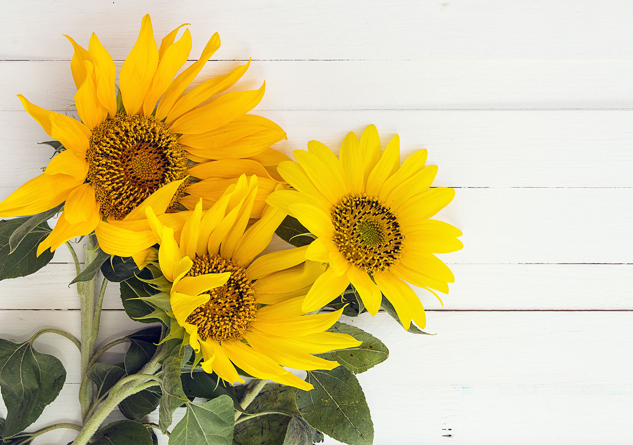 Le tournesol, la fleur idéale pour une composition champêtre Le tournesol, la fleur idéale pour une composition champêtre