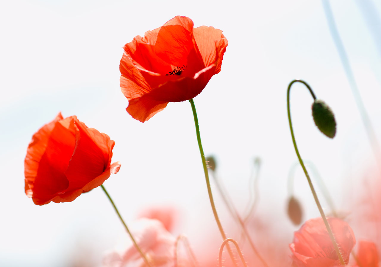 Découvrez la signification du Coquelicot - Florajet Découvrez la signification du Coquelicot - Florajet