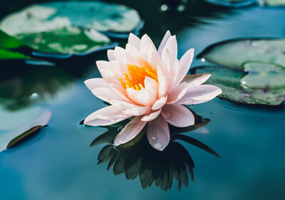 Fleur de lotus fleur de lotus symbole de bien-être asiatique' Tablier