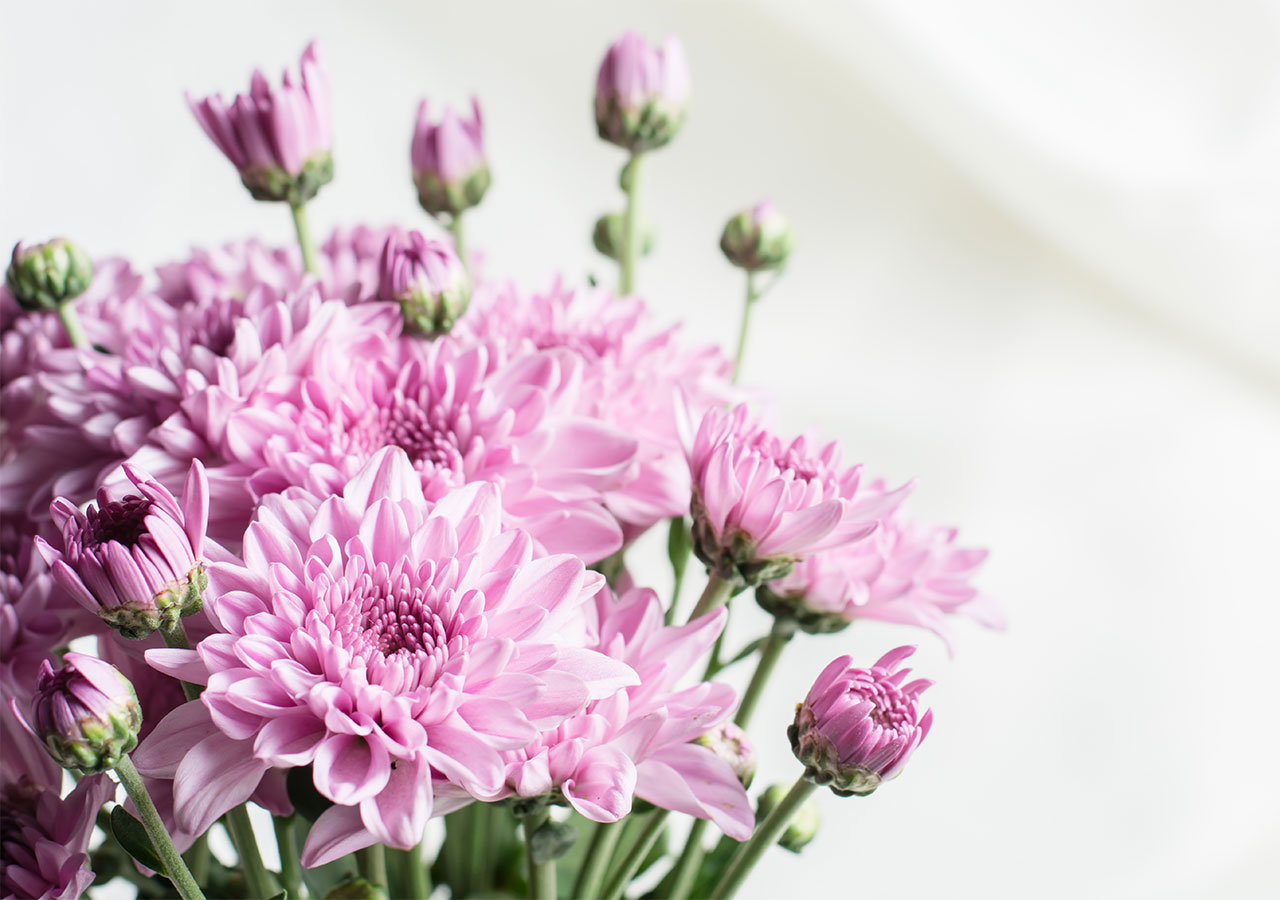 Découvrez la signification des Chrysanthèmes Découvrez la signification des Chrysanthèmes