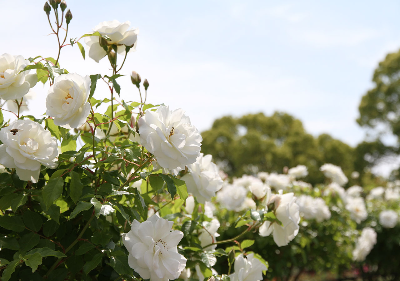 La signification de la rose blanche La signification de la rose blanche
