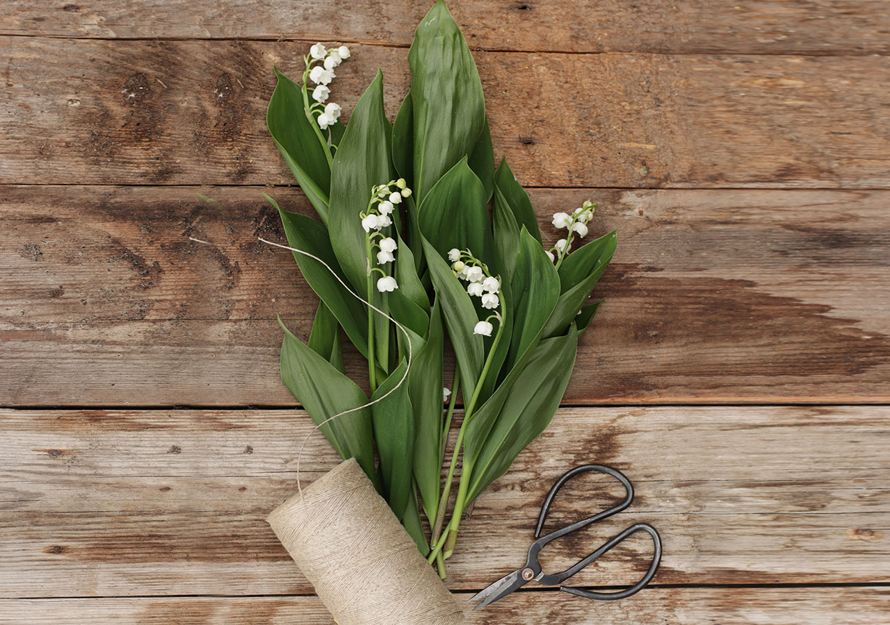 Signification et symbole du muguet Signification et symbole du muguet