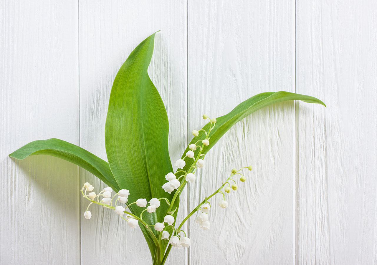 Histoire du muguet, la fleur star du Premier Mai Histoire du muguet, la fleur star du Premier Mai