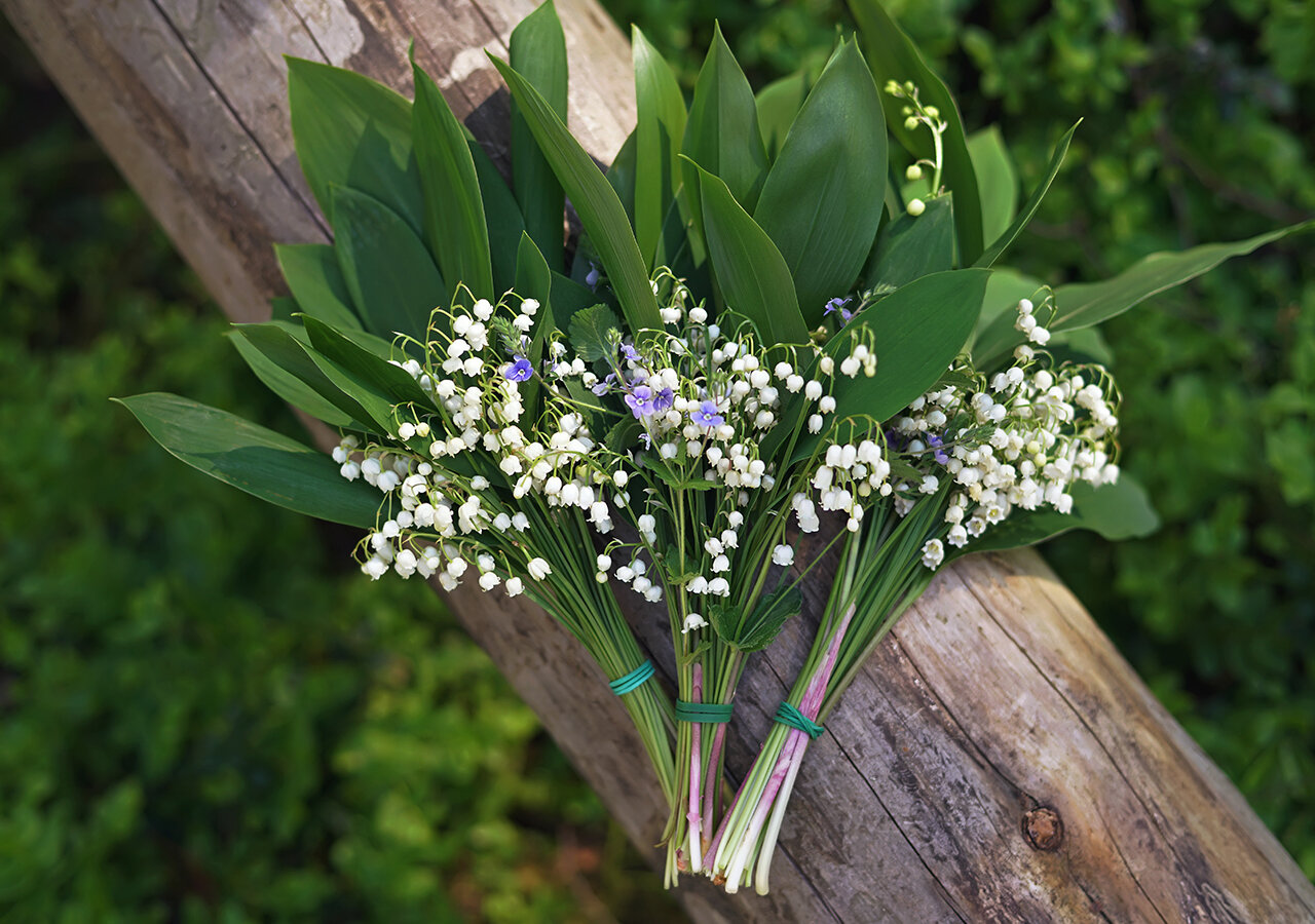 Où trouver du muguet ? Où trouver du muguet ?