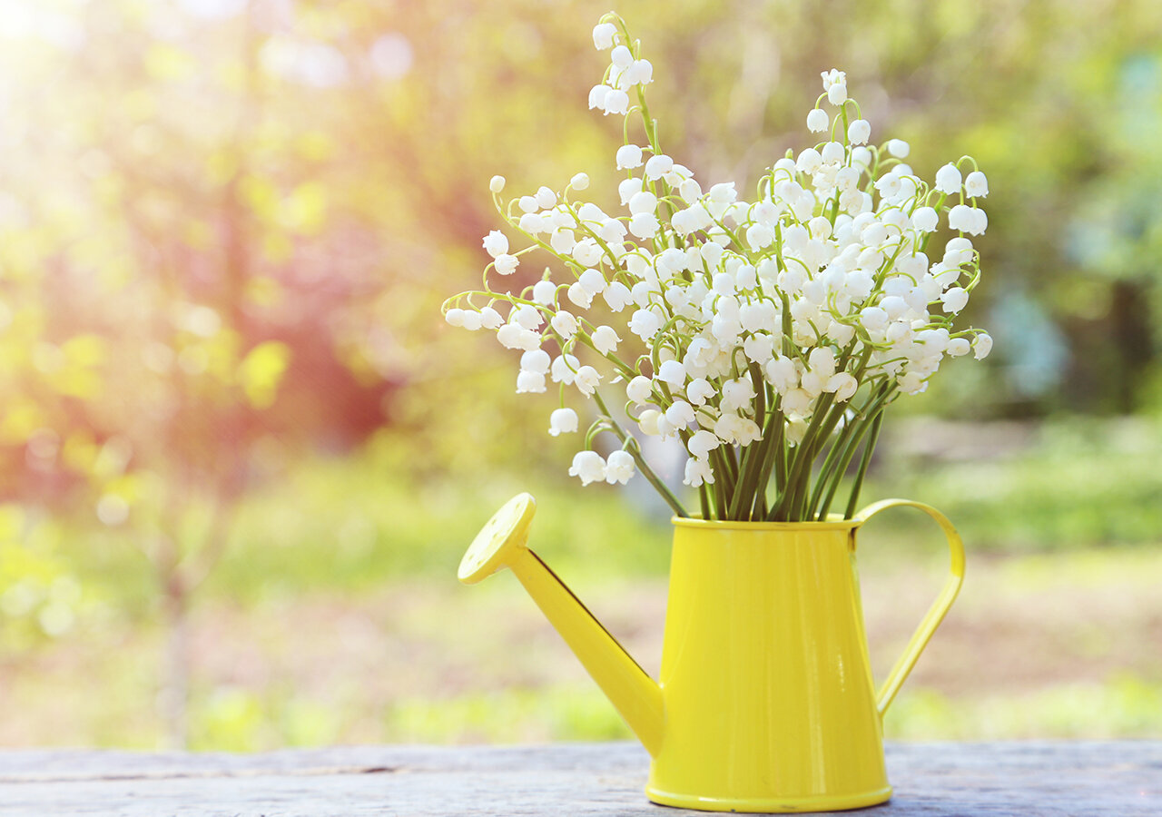 Comment conserver son brin de muguet ? Comment conserver son brin de muguet ?