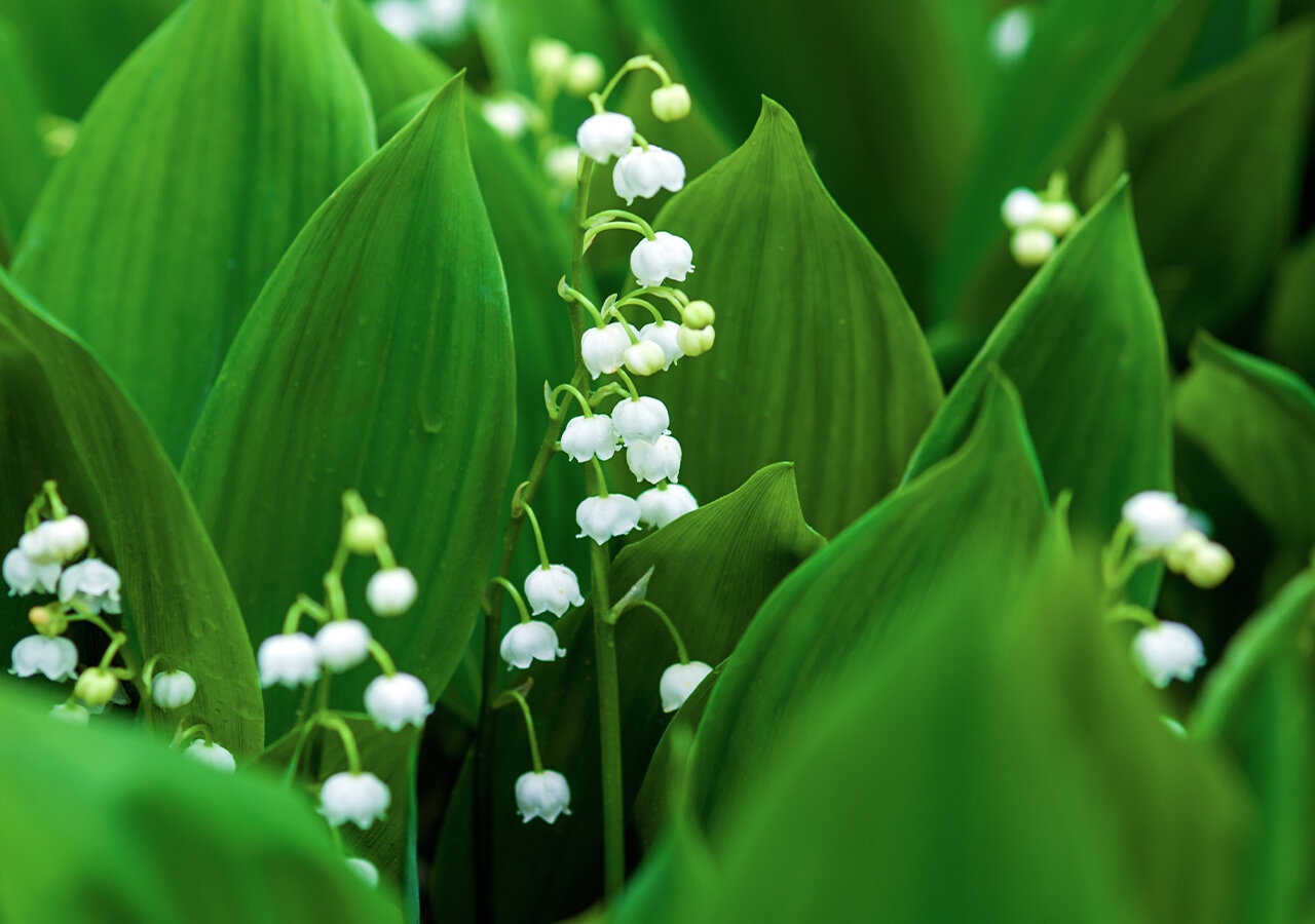 Quand et comment planter du muguet ? Quel sol pour le muguet ? Quand et comment planter du muguet ? Quel sol pour le muguet ?