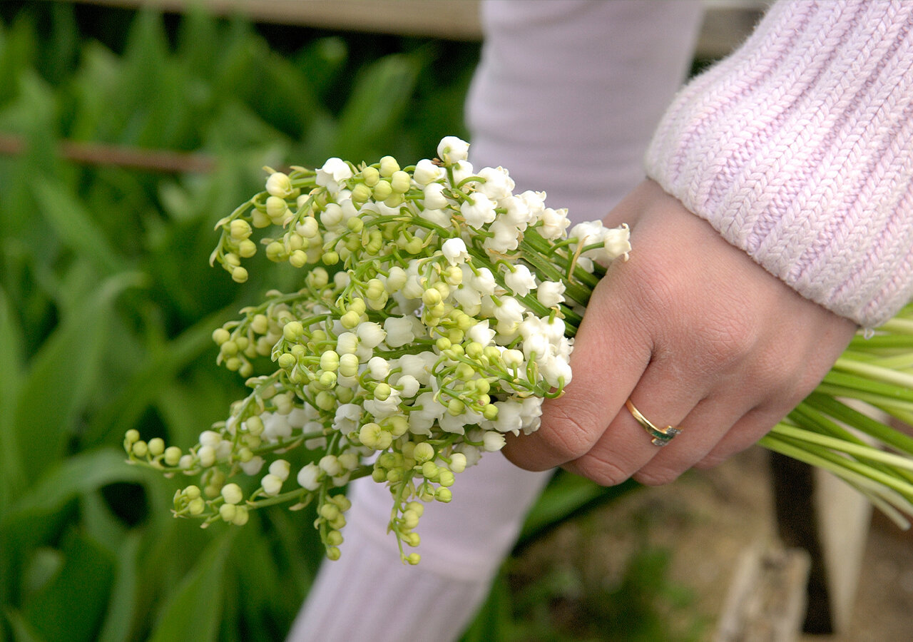 Quand cueillir du muguet ? Quand cueillir du muguet ?