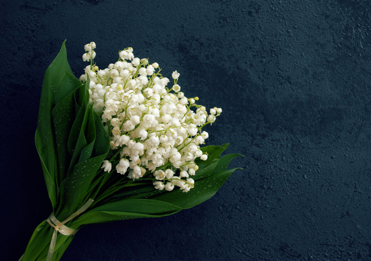 Comment couper un brin de muguet ? Comment couper un brin de muguet ?