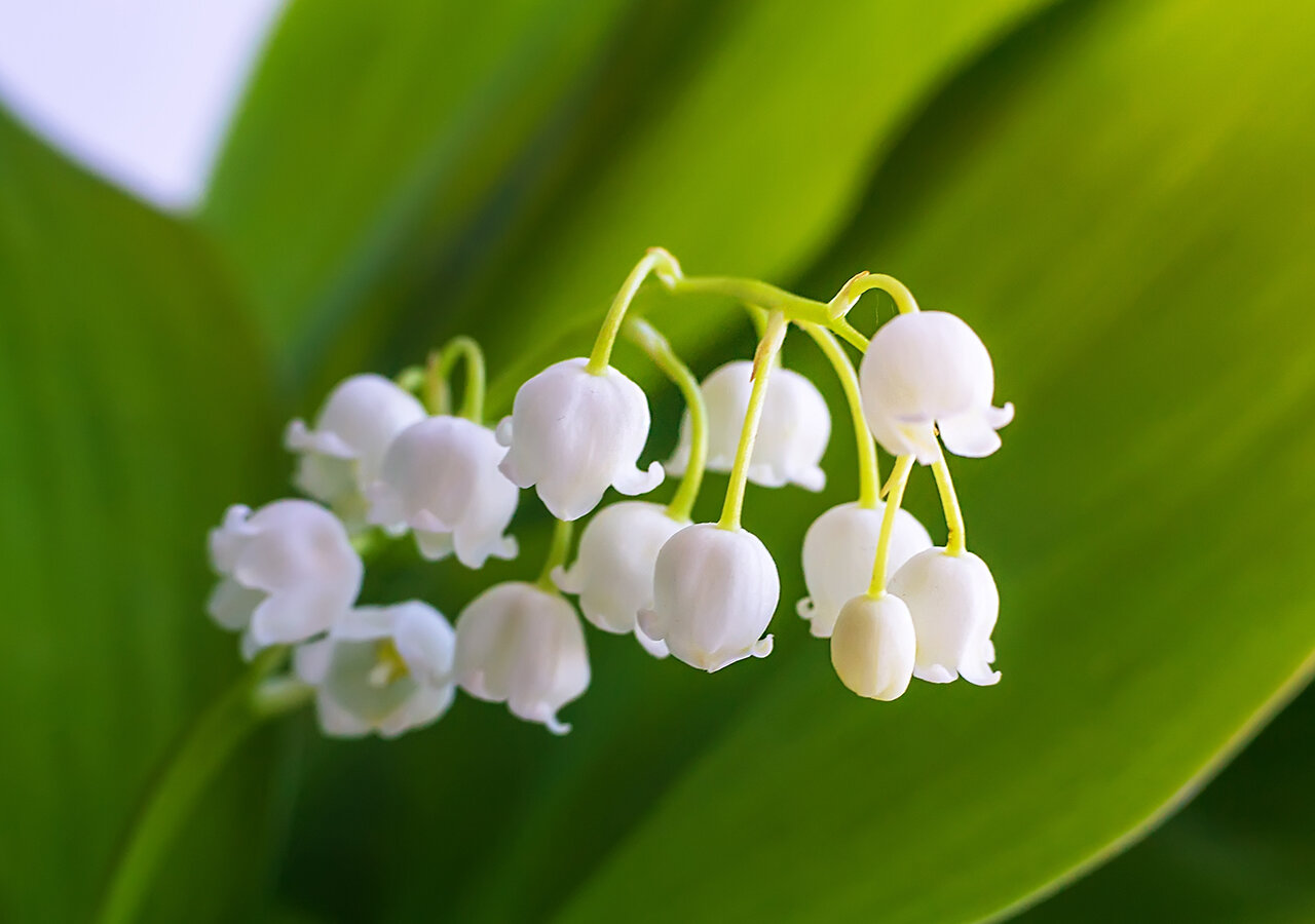 Pourquoi le muguet est toxique ? Pourquoi le muguet est toxique ?