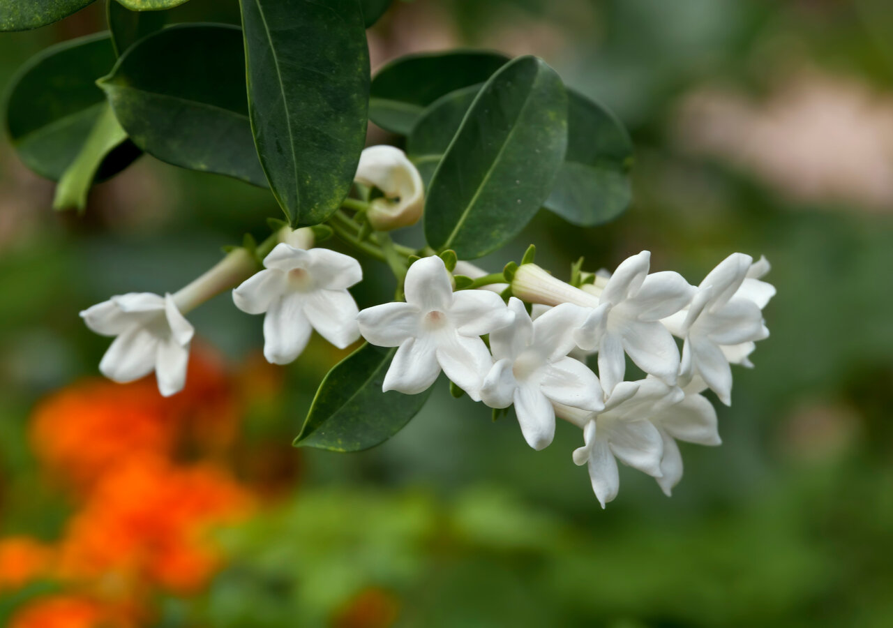 La signification du jasmin La signification du jasmin