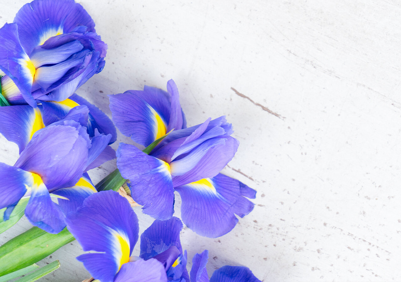 Iris fleur signification Iris fleur signification