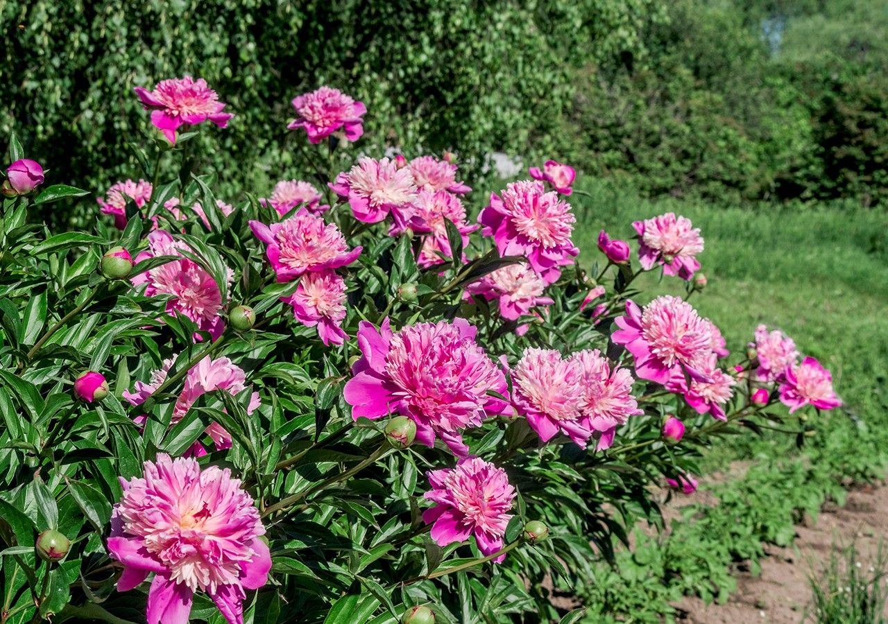 Quel emplacement pour une pivoine ? Quel emplacement pour une pivoine ?