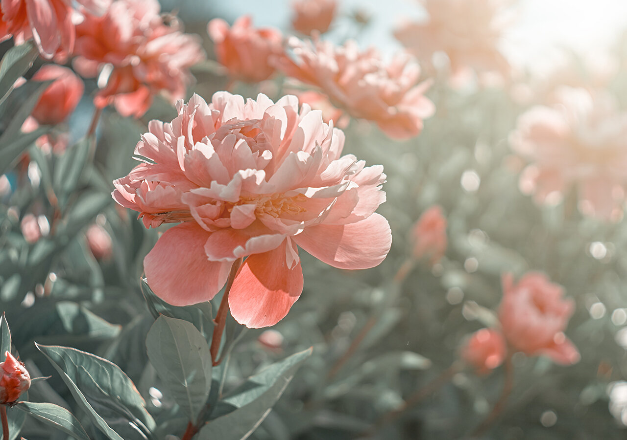 Quelle est la période de floraison de la pivoine ? Quelle est la période de floraison de la pivoine ?