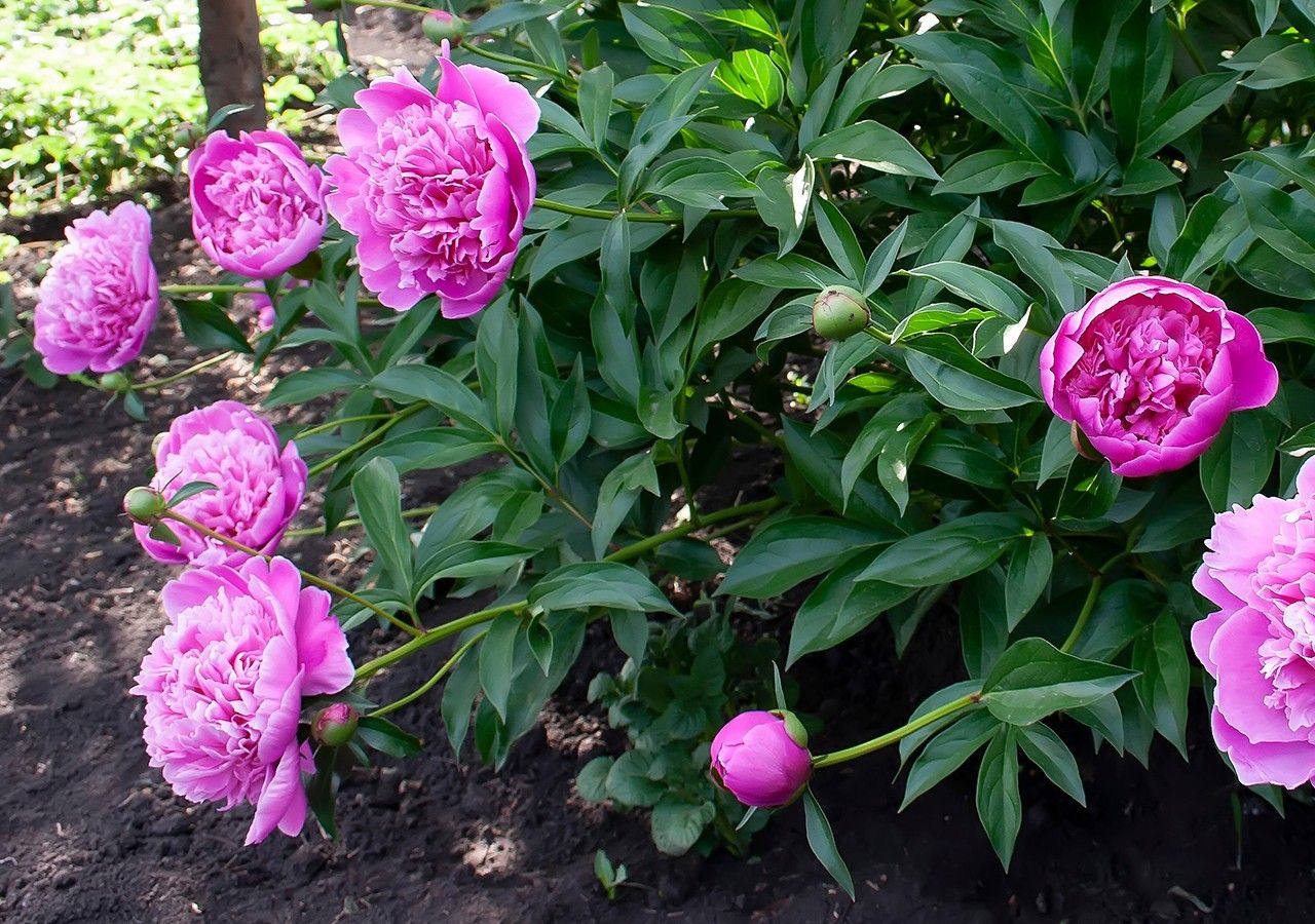 Comment hiverner les pivoines ? Comment hiverner les pivoines ?