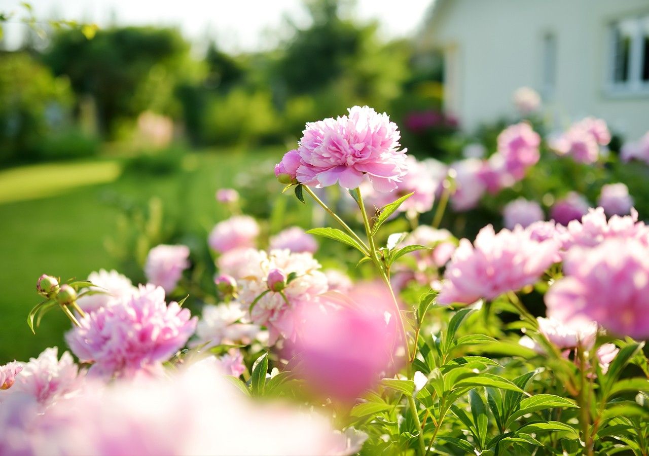 Quelle est la différence entre pivoine herbacée et arbustive ? Quelle est la différence entre pivoine herbacée et arbustive ?