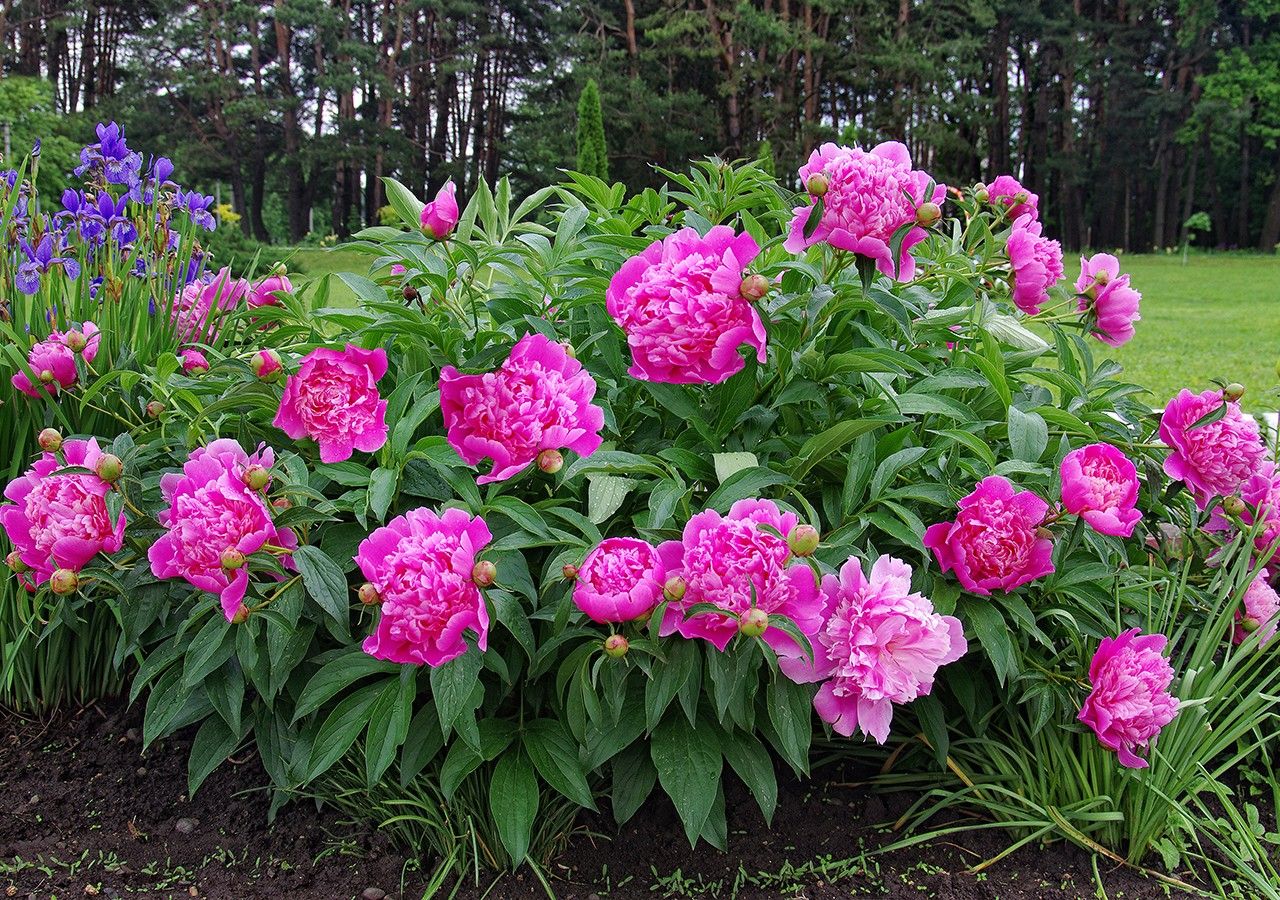 Quelle terre pour planter ses pivoines ? Quelle terre pour planter ses pivoines ?