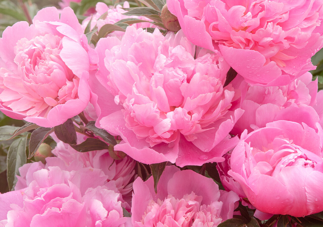 Quand et comment tailler une pivoine ? Et quand la changer de place ? Quand et comment tailler une pivoine ? Et quand la changer de place ?