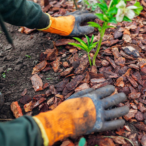 ou-planter-hellebore