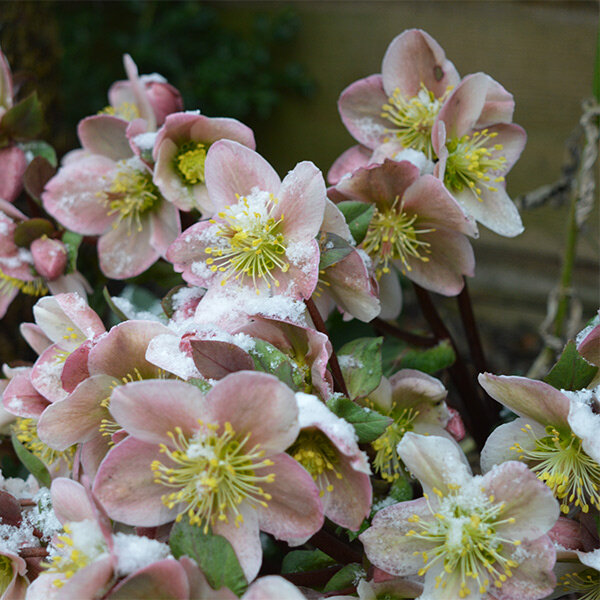 hellebore en hiver