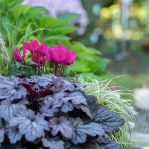 cyclamen fleur d'hiver pour tombe