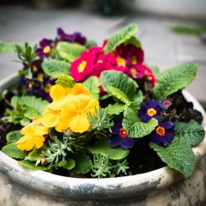 primevères en pot pour tombe