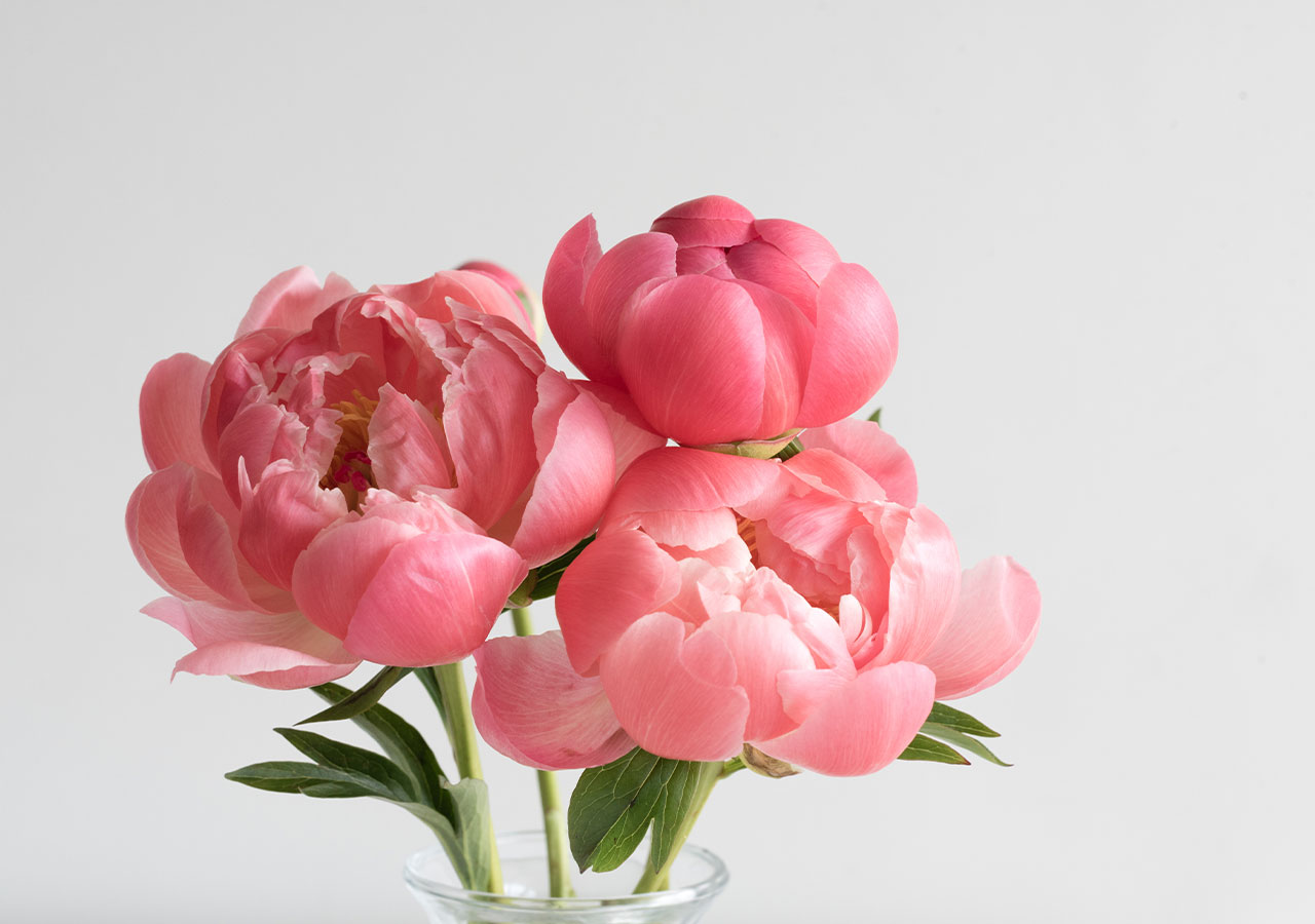 Quel est le symbole de la pivoine ? Quel est le symbole de la pivoine ?