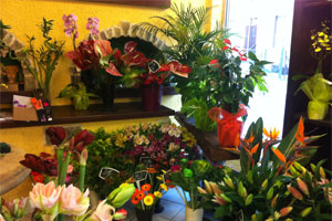 LE REGUINA FLEURS
