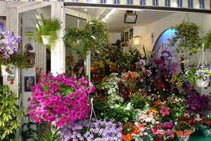 AURORE FLEURS