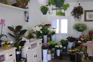 ABCD FLEURS