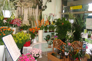 FLEURS D OASIS