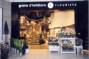 GRAINE HELLEBORE