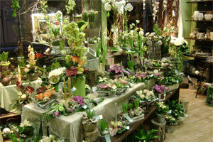 AMBIANCE FLORALE