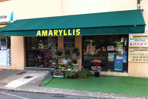 AMARYLLIS