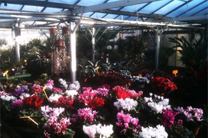 LE FLORAL 4