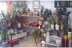 A LA FLEUR D AJONC