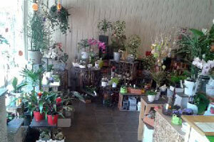 MAZZOCCHI FLEURISTE