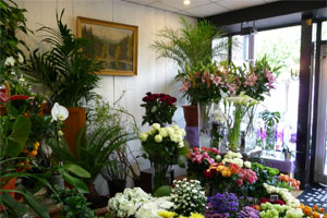 FLEURS D  ANAIS