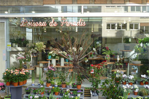 L OISEAU DE PARADIS